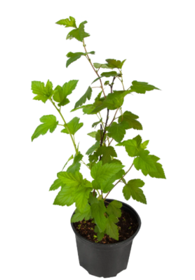 Пузыреплодник калин.Diabolo, Гор17, Выс30-50 в интернет гипермаркете «Планета Лета». Фото