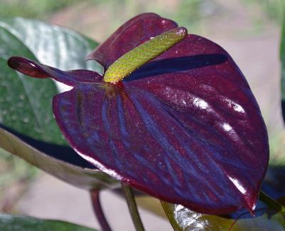 Антуриум Sensa фиолетовый, Гор14, Выс60 в интернет гипермаркете «Планета Лета». Фото