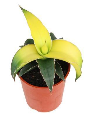 Сансевиерия Star Canary, Гор9, Выс30 в интернет гипермаркете «Планета Лета». Фото