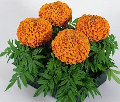 Тагетес откл. клаета (1*4) в интернет гипермаркете «Планета Лета». Фото