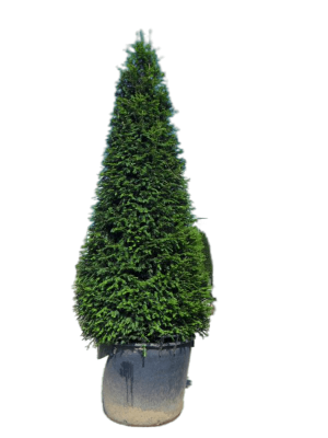 Тис ягодный ф.конус, Гор48, Выс170 И в интернет гипермаркете «Планета Лета». Фото