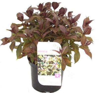 Вейгела Minor Black Гор17, Выс20-30 в интернет гипермаркете «Планета Лета». Фото