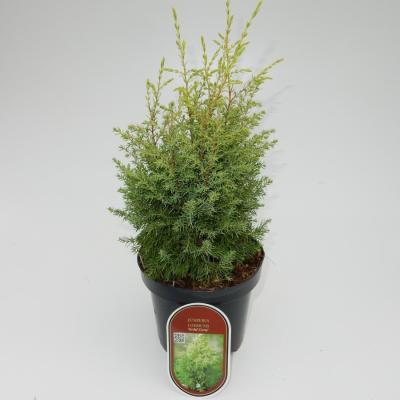 Можжевел.обыкн.Gold Cone, Гор23, Выс40 в интернет гипермаркете «Планета Лета». Фото