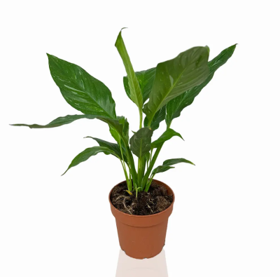 Спатифиллум Variegata, Гор12, Выс40 в интернет гипермаркете «Планета Лета». Фото