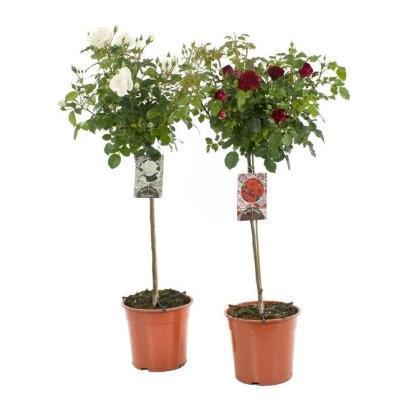 Роза на штамбе, Гор23, Выс120 в интернет гипермаркете «Планета Лета». Фото