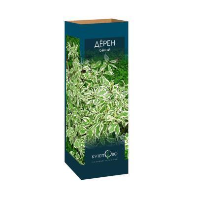 Дерен белый Элегантиссима/ЦКор в интернет гипермаркете «Планета Лета». Фото