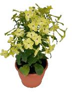 Табак, Гор10 М в интернет гипермаркете «Планета Лета». Фото