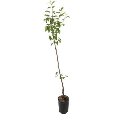 Груша Любимица клапа 1летка ОКС Н150 в интернет гипермаркете «Планета Лета». Фото