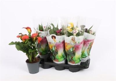 Калла Mix, Гор13, Выс40 в интернет гипермаркете «Планета Лета». Фото