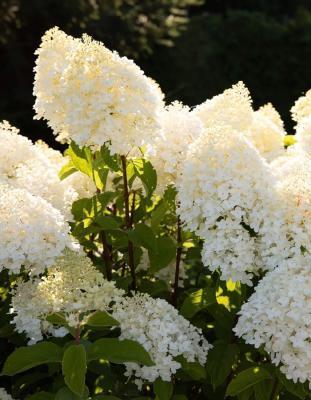 Гортензия метельчатая Шуга Раш (туба) в интернет гипермаркете «Планета Лета». Фото