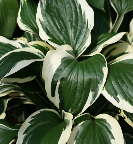 Хоста, Гор19 М в интернет гипермаркете «Планета Лета». Фото