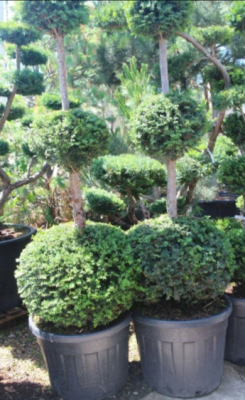 Тис ягодный ф.3 шара, Гор48, Выс170 И в интернет гипермаркете «Планета Лета». Фото