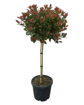 Фотиния пильчатолистн.PINK CRISPY штамб, Гор33, Выс120 И в интернет гипермаркете «Планета Лета». Фото