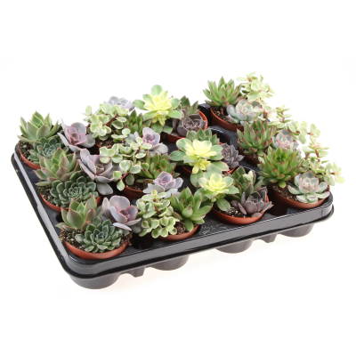 Суккуленты Trio микс, Гор10,5 М в интернет гипермаркете «Планета Лета». Фото