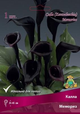 Калла Мемориз/К ПОИСК в интернет гипермаркете «Планета Лета». Фото Калла Мемориз/К в интернет гипермаркете «Планета Лета». Фото