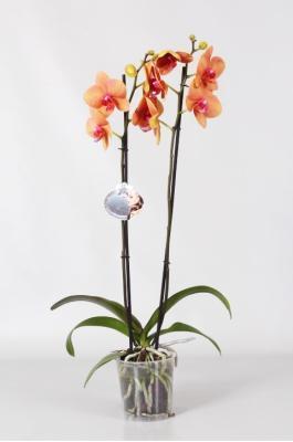 Фаленопсис 2 pp Golden Brick, Гор12, Выс65 в интернет гипермаркете «Планета Лета». Фото