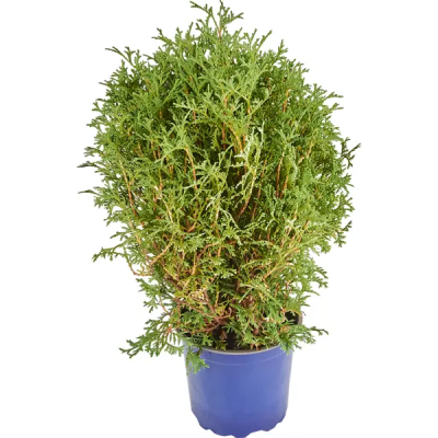 Туя запад.Тини Тим, Гор19, Выс23 М в интернет гипермаркете «Планета Лета». Фото