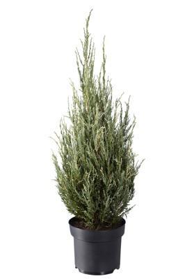 Можжевел.скал.Blue Ivory, Гор19, Выс60-80 в интернет гипермаркете «Планета Лета». Фото