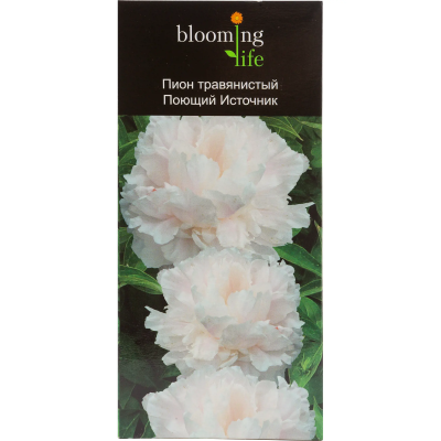 Пион травянистый Поющий Источник (в тубе) в интернет гипермаркете «Планета Лета». Фото