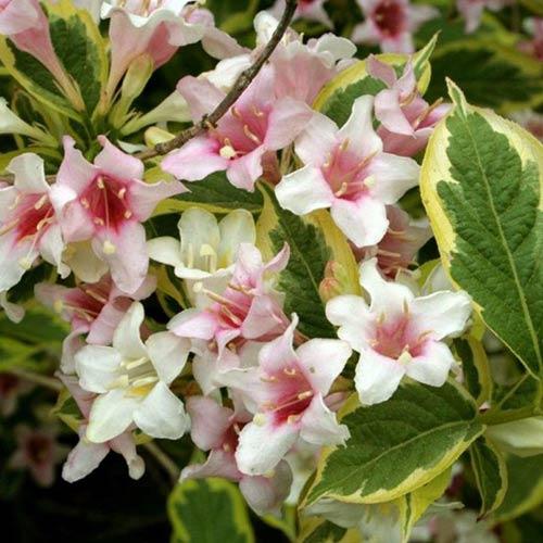 Вейгела цветущая Нана Пурпуреа/ЦКор П в интернет гипермаркете «Планета Лета». Фото