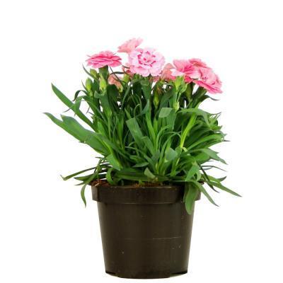 Гвоздика 5рр, Гор10, Выс20 в интернет гипермаркете «Планета Лета». Фото