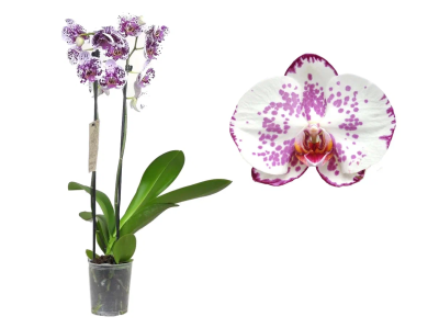 Фаленопсис 2 pp Paullina, Гор12, Выс70 в интернет гипермаркете «Планета Лета». Фото