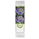 Гортензия крупнолистовая Лавбла П в интернет гипермаркете «Планета Лета». Фото