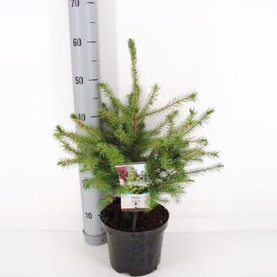 Ель сербская, Гор17, Выс50 в интернет гипермаркете «Планета Лета». Фото