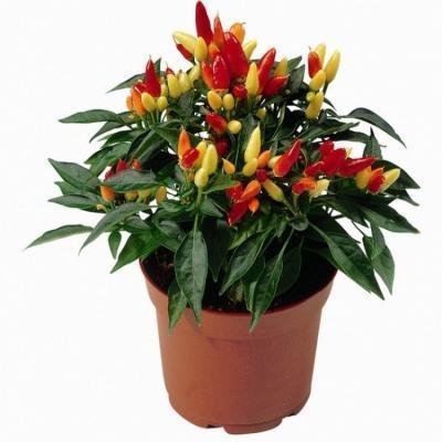 Перец, Гор10, Выс20 в интернет гипермаркете «Планета Лета». Фото