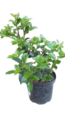 Падуб Мезерва Heckenstar, Гор19, Выс80-90 в интернет гипермаркете «Планета Лета». Фото