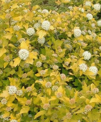 Пузыреплодник калин.Dart'S Gold, Гор17, Выс30-50 в интернет гипермаркете «Планета Лета». Фото