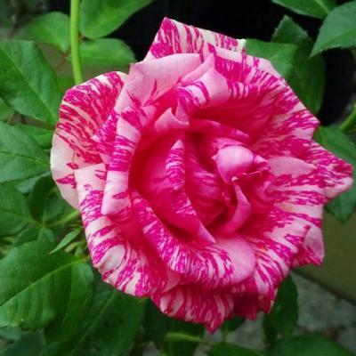 Роза чайно-гибрид Пинк Интуишн ОКС в интернет гипермаркете «Планета Лета». Фото