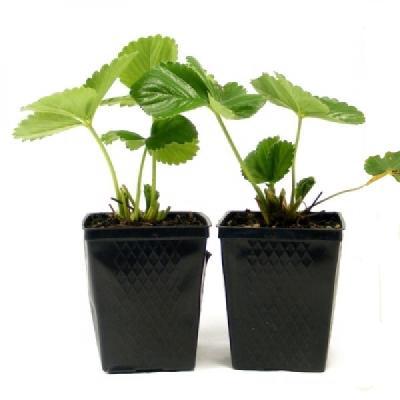 Рассада Земляника Фейерверк P9 в интернет гипермаркете «Планета Лета». Фото