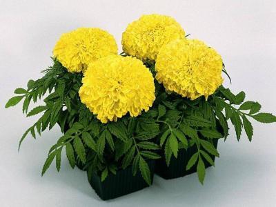 Тагетес прямост, Гор9 М в интернет гипермаркете «Планета Лета». Фото