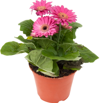 Гербера микс, Гор12, Выс15 в интернет гипермаркете «Планета Лета». Фото