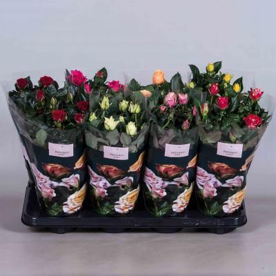 Роза Patio Mix, Гор13, Выс40 в интернет гипермаркете «Планета Лета». Фото