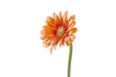 Гербера персиковая в-66 см, д-12 см 12/96 30.0610037PCH в интернет гипермаркете «Планета Лета». Фото