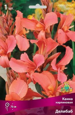 Канна карликовая Делибаб/К ПОИСК в интернет гипермаркете «Планета Лета». Фото Канна карликовая Делибаб/К в интернет гипермаркете «Планета Лета». Фото
