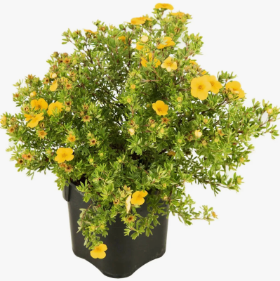 Лапчатка кустарниковая Голдфингер, Гор17 М в интернет гипермаркете «Планета Лета». Фото