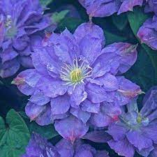 Клематис крупноцветковый Блю Экспложен в интернет гипермаркете «Планета Лета». Фото