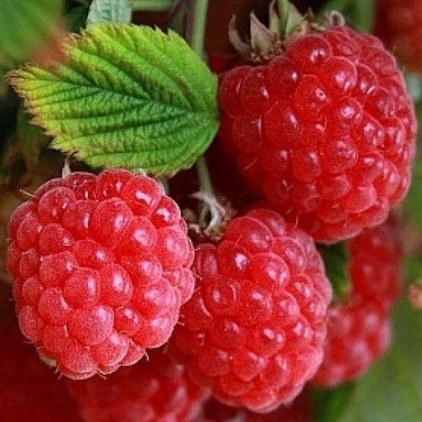 Малина Руби Бьюти П в интернет гипермаркете «Планета Лета». Фото