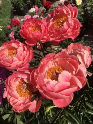 Пион травянистый Корал Шарм (туба) в интернет гипермаркете «Планета Лета». Фото