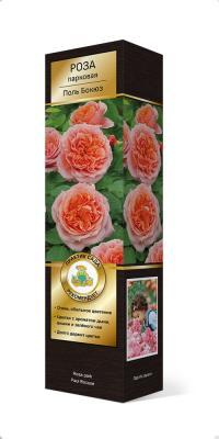 Роза Гийо парковая Поль Бокюз Люкс П в интернет гипермаркете «Планета Лета». Фото