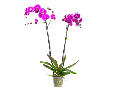 Фаленопсис 2 pp фиолетовый, Гор12, Выс60 в интернет гипермаркете «Планета Лета». Фото