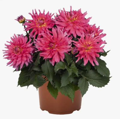 Георгина, Гор17 М в интернет гипермаркете «Планета Лета». Фото