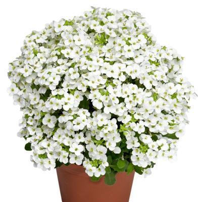 Арабис Little White, Гор15 М в интернет гипермаркете «Планета Лета». Фото