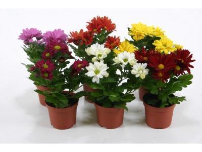 Хризантема Elliot, Гор12, Выс30 в интернет гипермаркете «Планета Лета». Фото