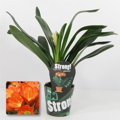 Кливия Miniata, Гор15, Выс55 в интернет гипермаркете «Планета Лета». Фото