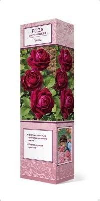 Роза английская парковая Принц Люкс П в интернет гипермаркете «Планета Лета». Фото