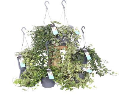 Плющ Mix подвесной, Гор24, Выс80 в интернет гипермаркете «Планета Лета». Фото